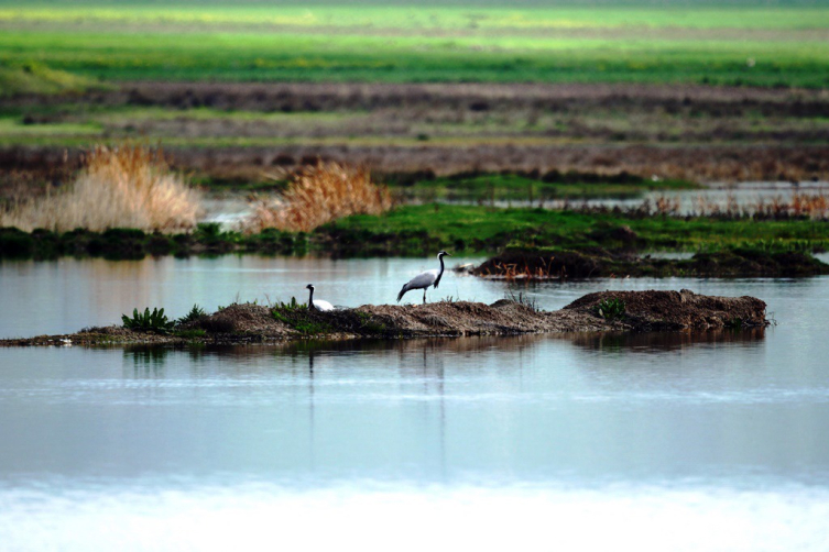 Nesli tehlike altında: Telli turnalar Amasya'da yuva yaptı